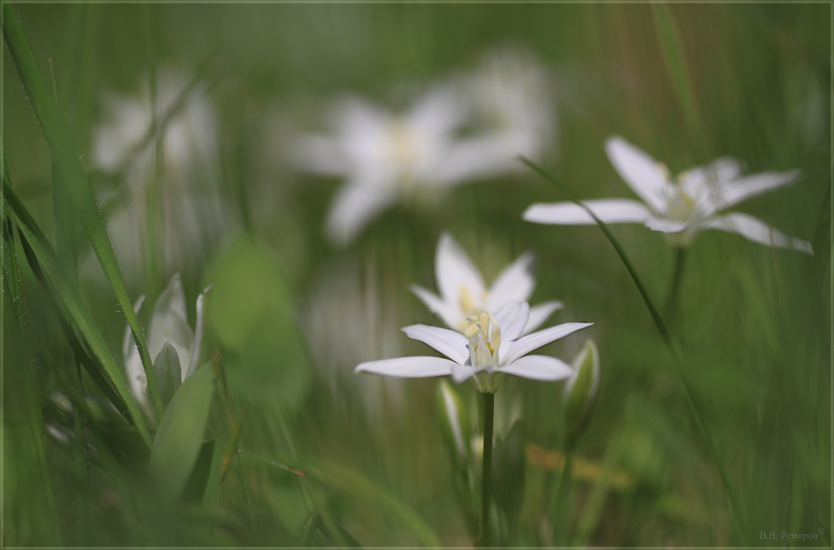 Изображение особи Ornithogalum woronowii.