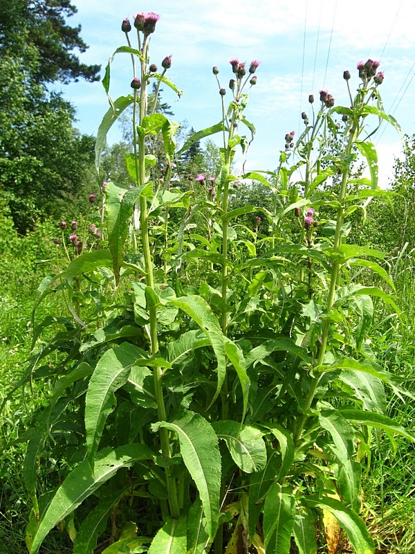 Изображение особи Cirsium helenioides.