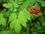 Actaea erythrocarpa. Плодоносящее растение. Средний Урал, Свердловская обл., долина р. Пышма, окр. г. Сухой Лог, смешанный лес. 18.07.2013.