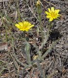 Scorzonera sublanata