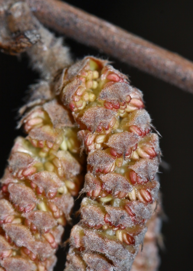 Изображение особи Corylus mandshurica.