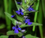 Ajuga genevensis