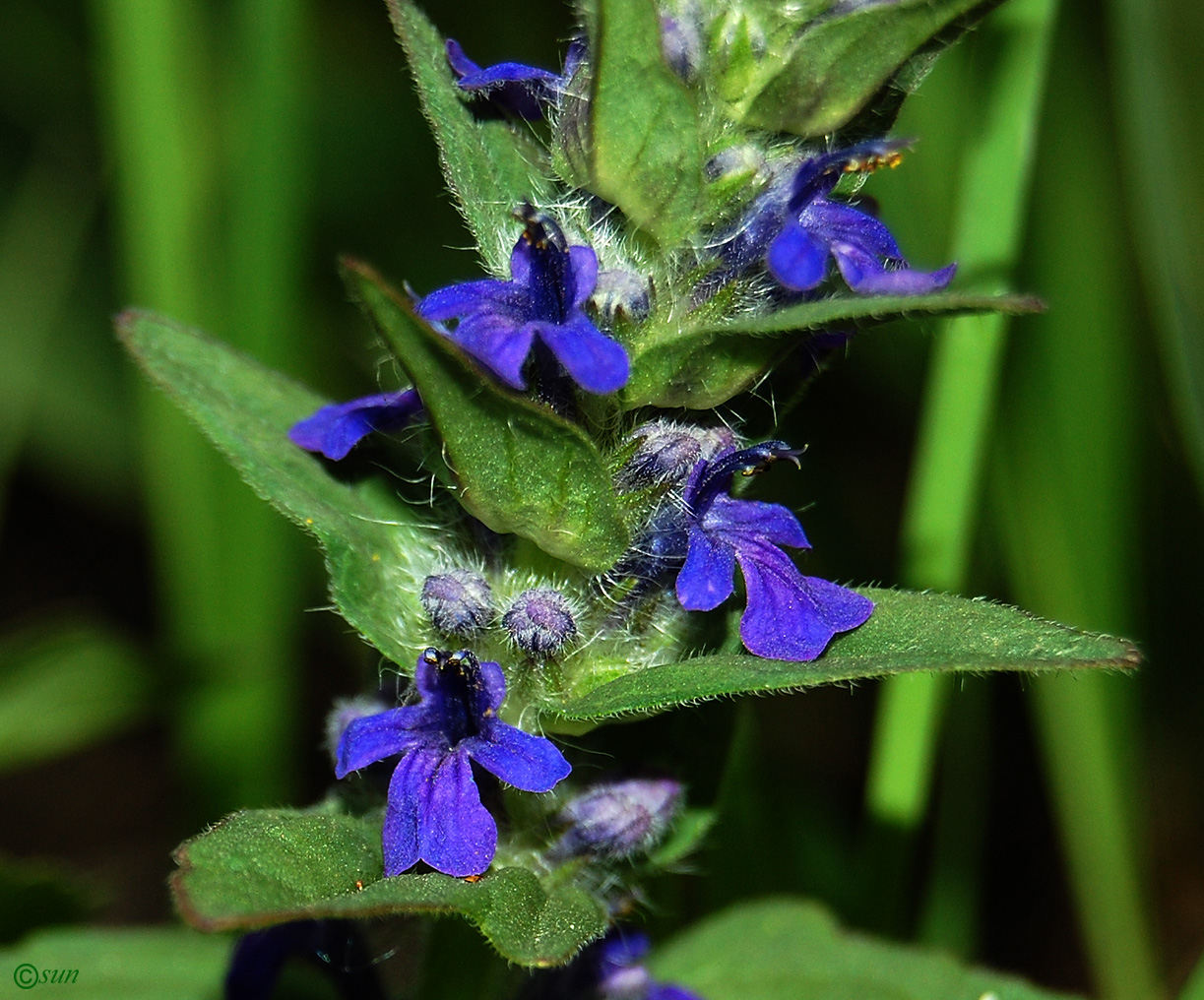 Изображение особи Ajuga genevensis.