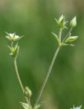 Arenaria uralensis. Верхушка цветущего растения. Ростовская обл., Неклиновский р-н, Фёдоровское с/п, дол. р. Мокрый Еланчик, луг на склоне. 26.05.2017.