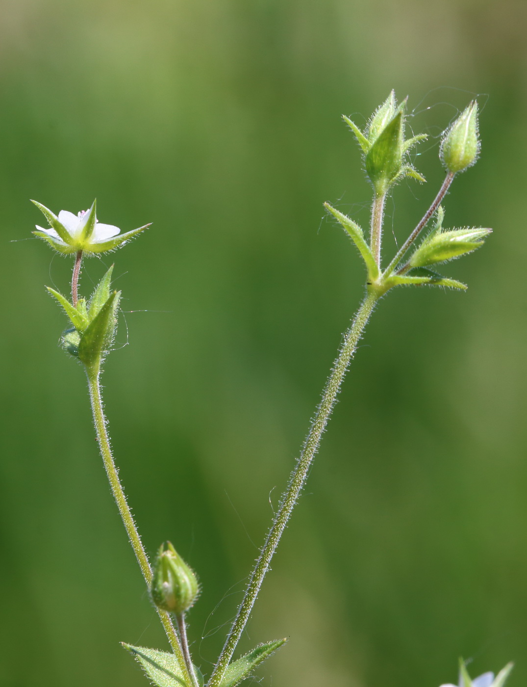 Image of Arenaria uralensis specimen.