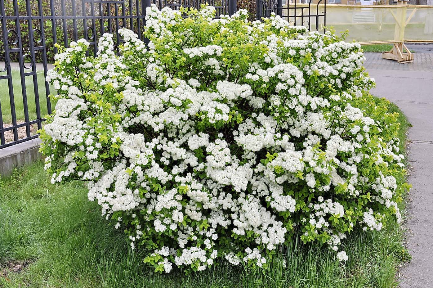 Изображение особи род Spiraea.