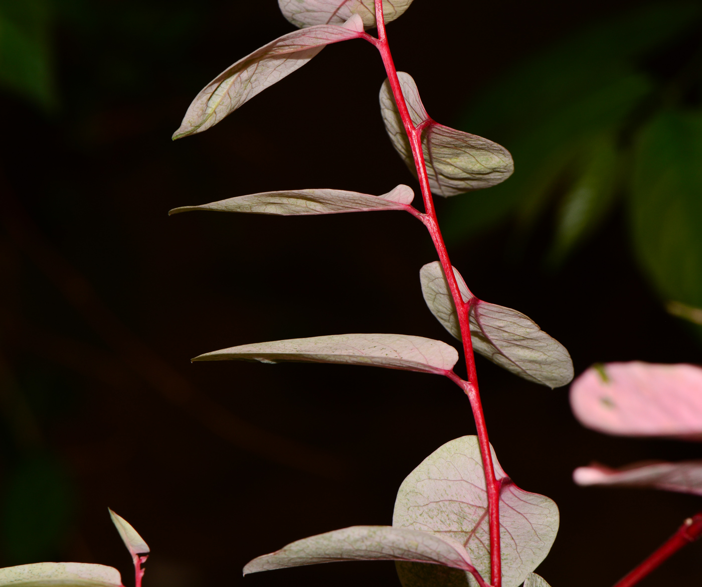 Image of Breynia disticha specimen.