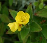 Oenothera pilosella