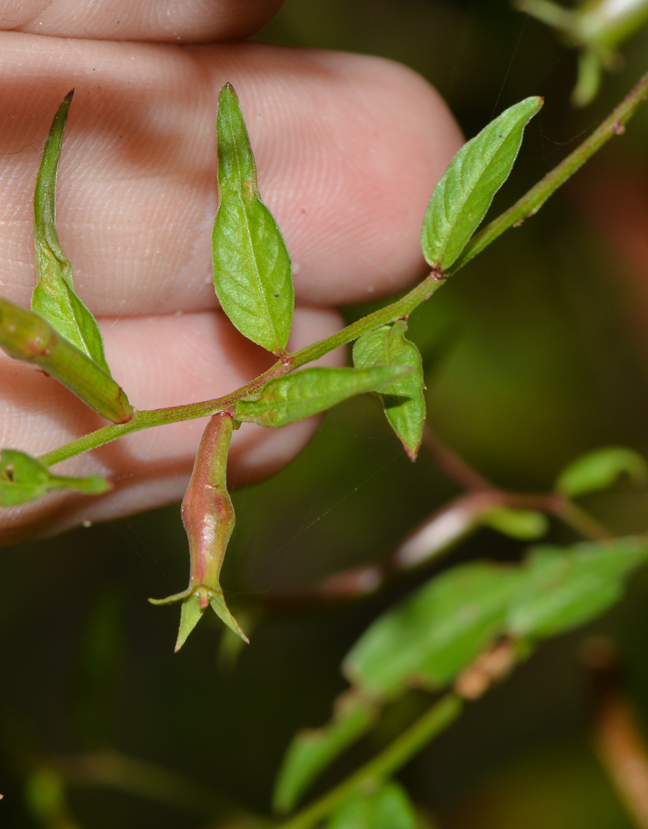 Изображение особи Ludwigia hyssopifolia.