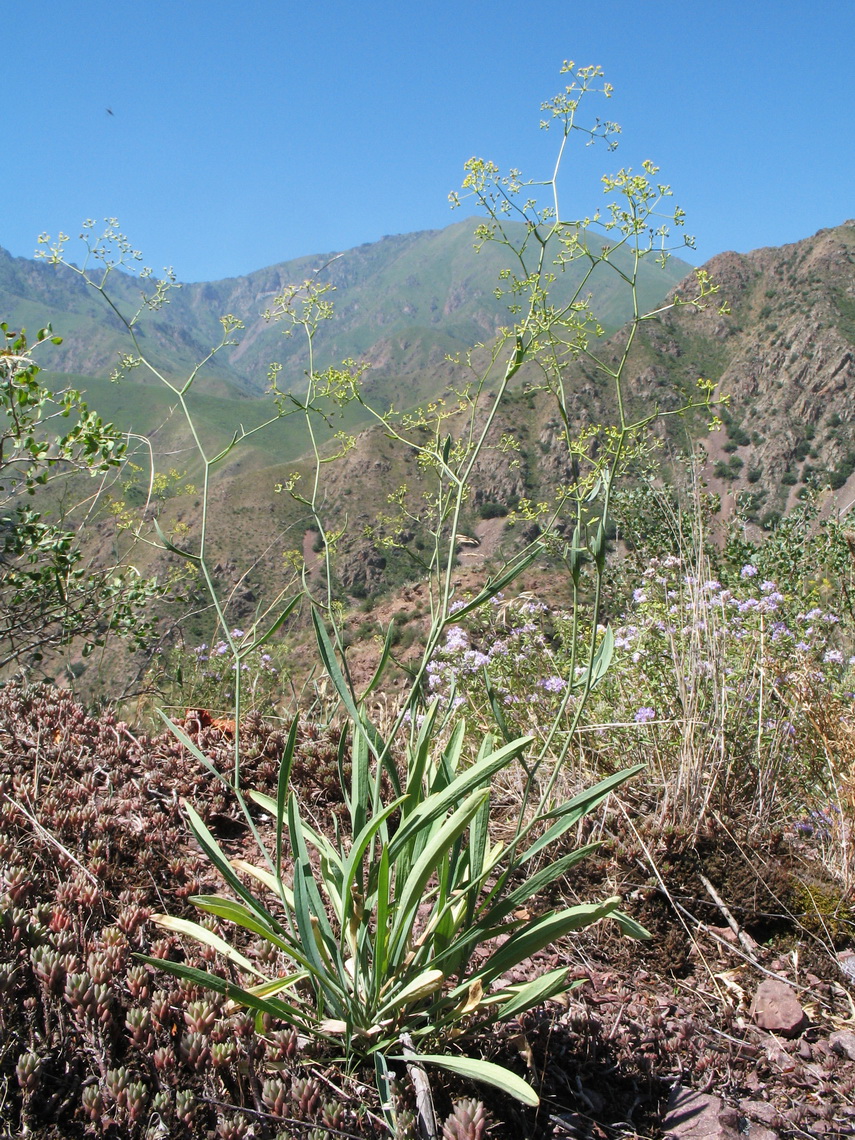 Image of Bupleurum exaltatum specimen.