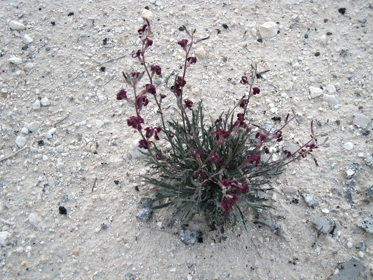 Image of Matthiola fragrans specimen.