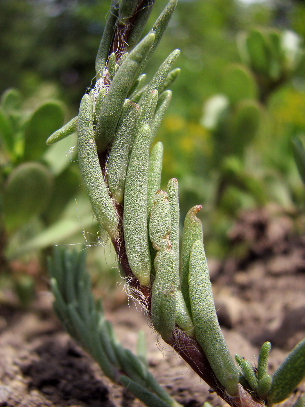 Image of Portulaca grandiflora specimen.