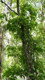 Atragene ochotensis. Дерево боярышника зеленомякотного (Crataegus chlorosarca), увитое лианами княжика охотского. Камчатский край, Елизовский р-н, долина реки Авача, лиственный лес. 29.06.2017.