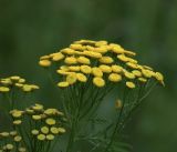 Tanacetum vulgare