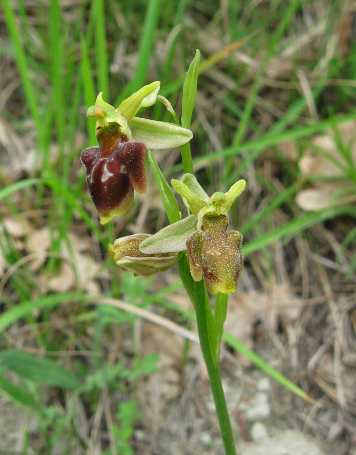 Изображение особи Ophrys mammosa ssp. caucasica.