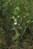 genus Euphrasia