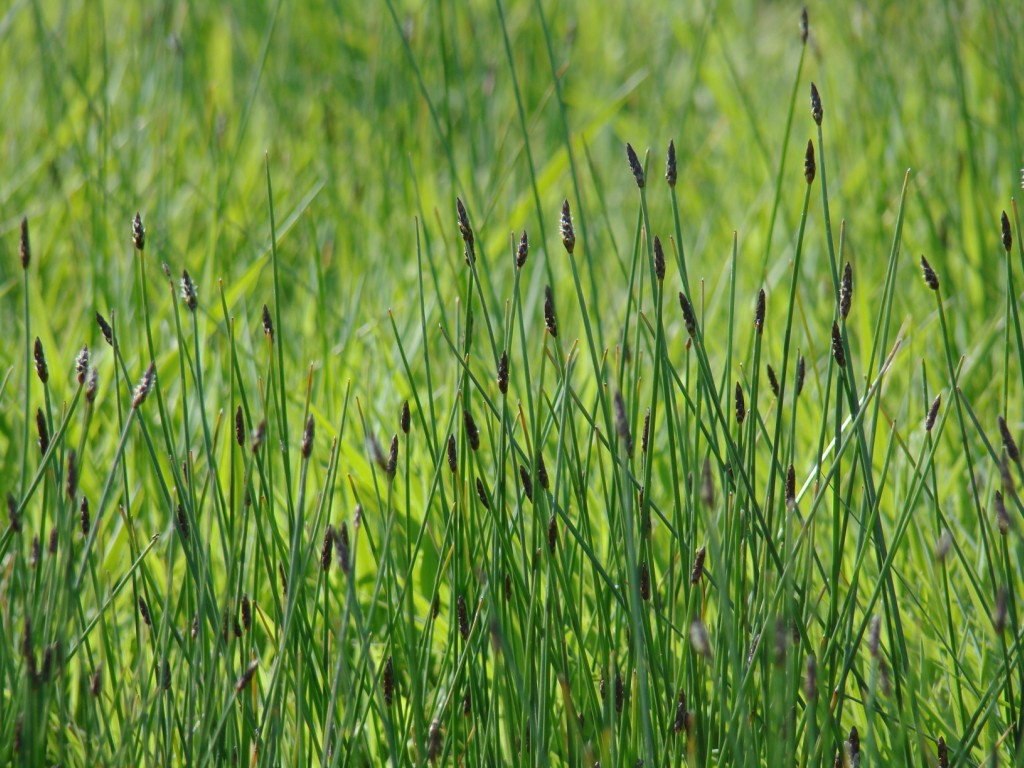 Image of Eleocharis uniglumis specimen.