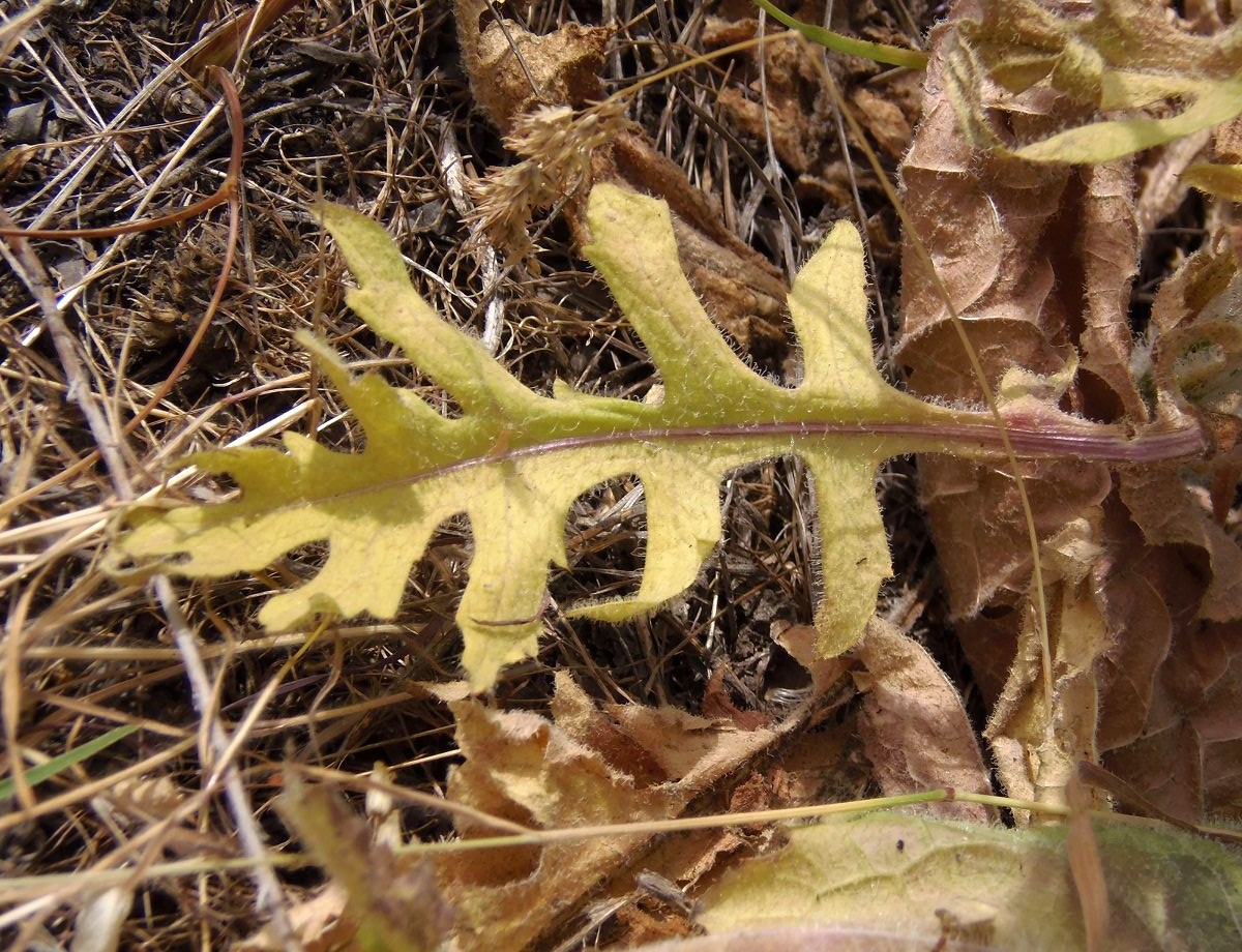 Изображение особи Klasea erucifolia.