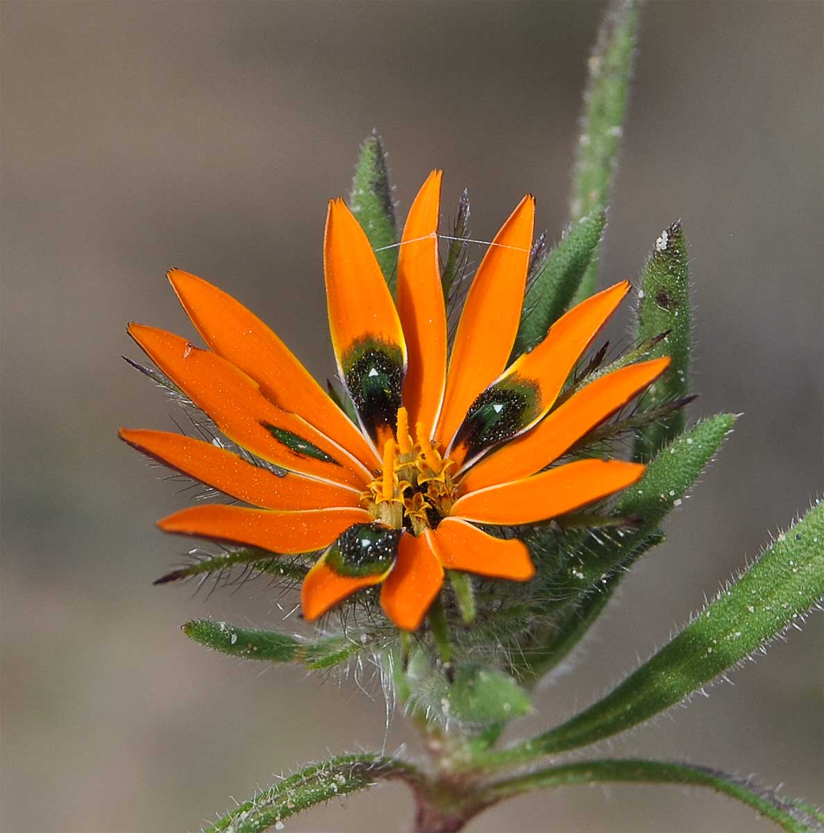 Image of Gorteria diffusa specimen.