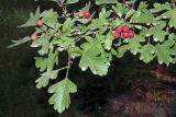Crataegus pseudoheterophylla. Часть ветви с плодами. Узбекистан, г. Ташкент, Ботанический сад им. Ф.Н. Русанова. 10.09.2017.