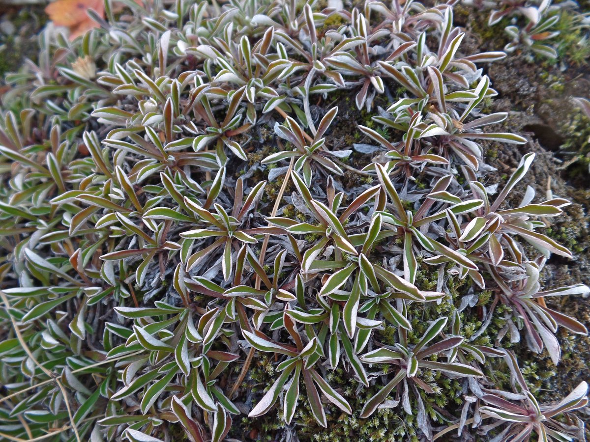 Image of Antennaria dioica specimen.