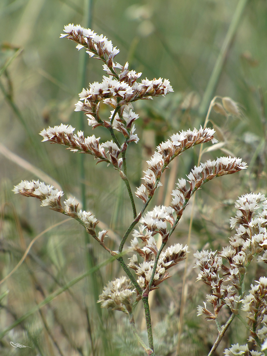 Image of Goniolimon callicomum specimen.