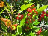 Ochna serrulata