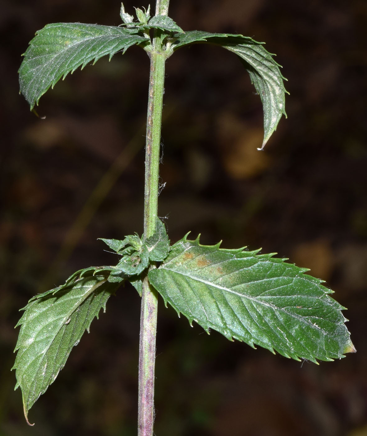 Изображение особи род Mentha.