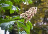 Aesculus hippocastanum. Верхушка побега с соцветием. Грузия, Кахетия, с. Цинандали, парк усадьбы А. Чавчавадзе. 03.05.2017.