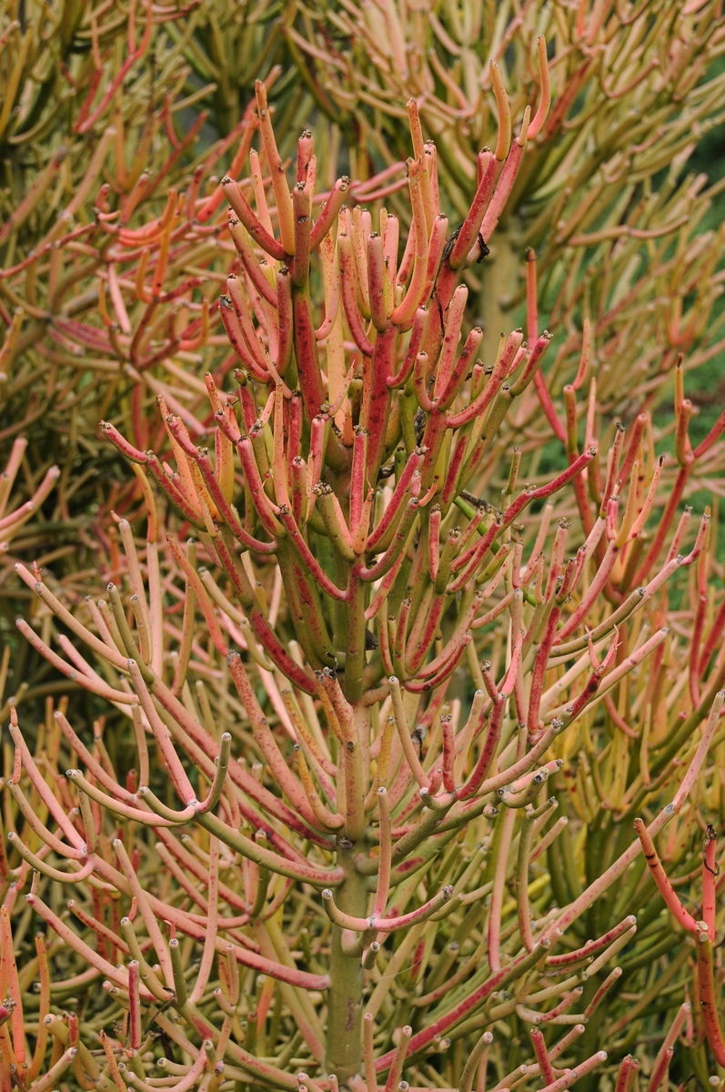 Image of Euphorbia tirucalli specimen.