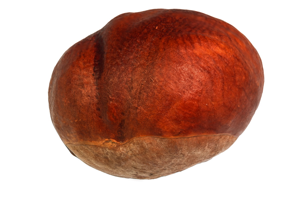 Image of Aesculus hippocastanum specimen.