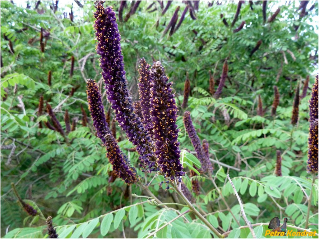 Изображение особи Amorpha fruticosa.