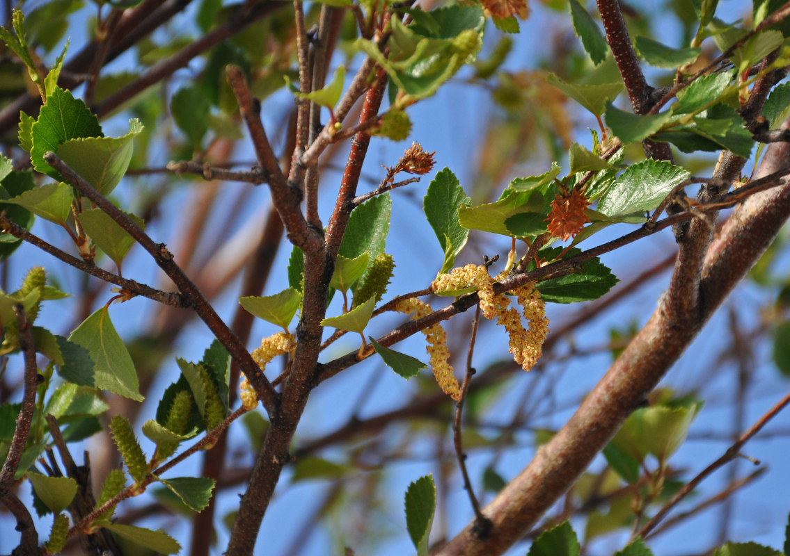 Изображение особи Betula microphylla.