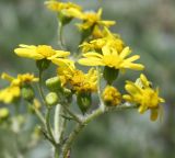 Senecio vernalis. Ветвь соцветия. Украина, Запорожская обл., Мелитопольский р-н. 04.05.2010.