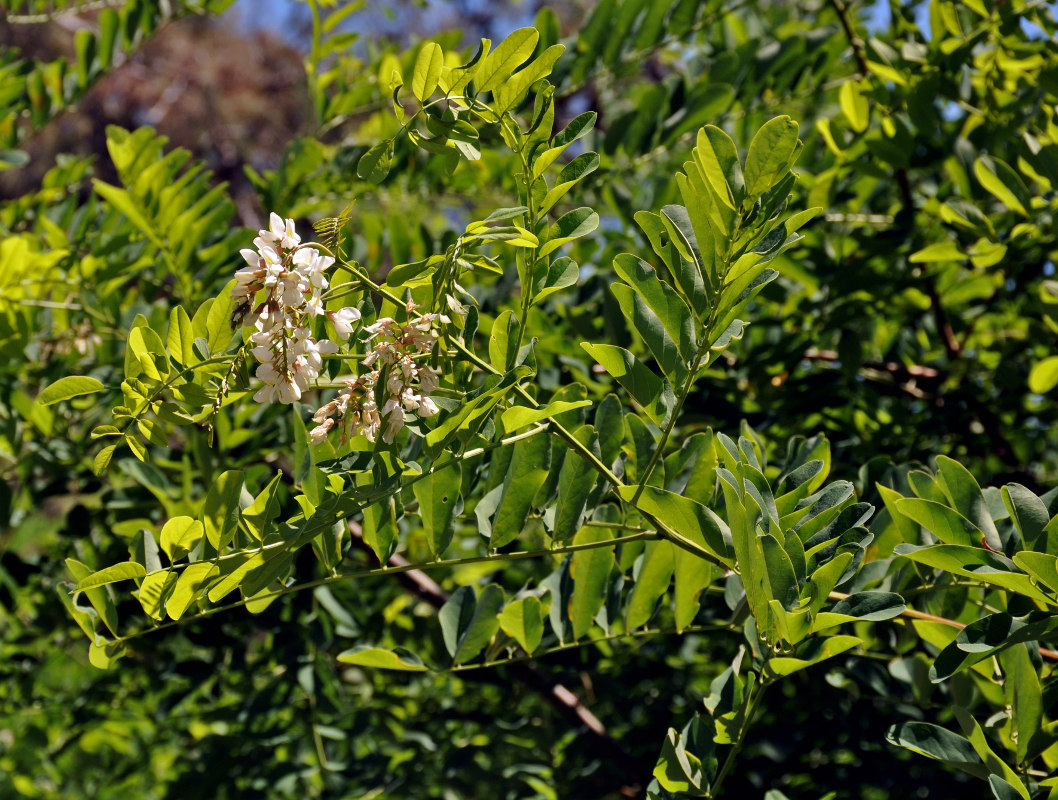 Изображение особи Robinia pseudoacacia.