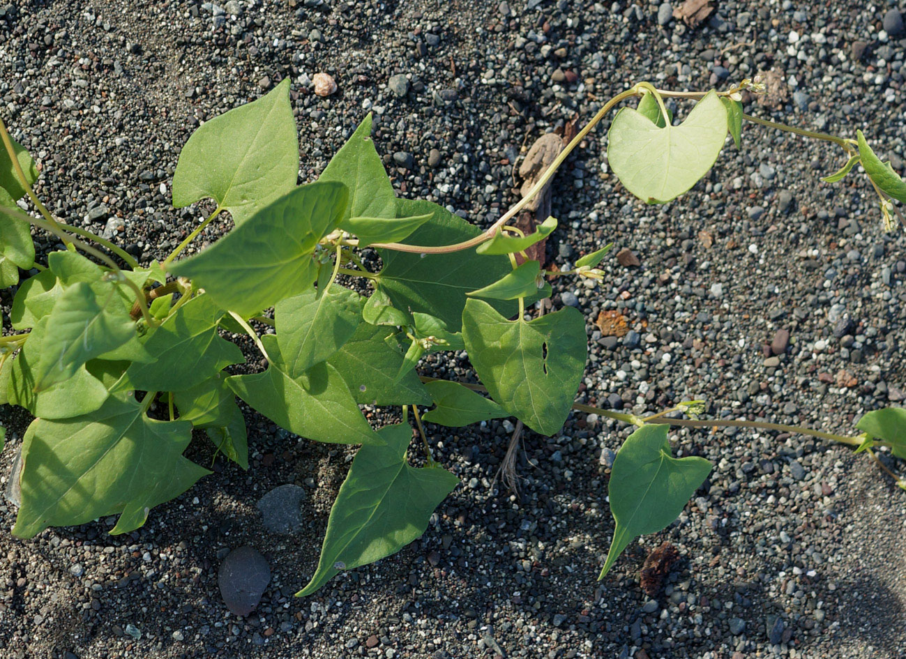 Image of Fallopia convolvulus specimen.