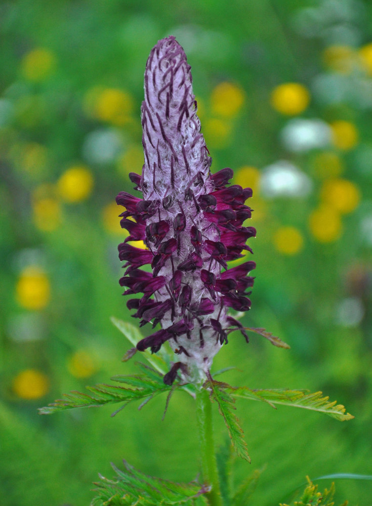 Изображение особи Pedicularis atropurpurea.