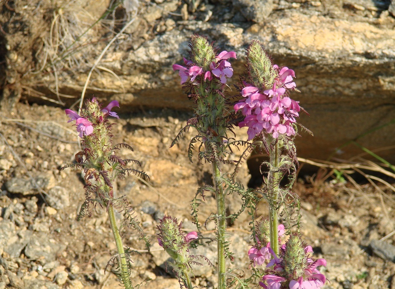 Image of Pedicularis rubens specimen.