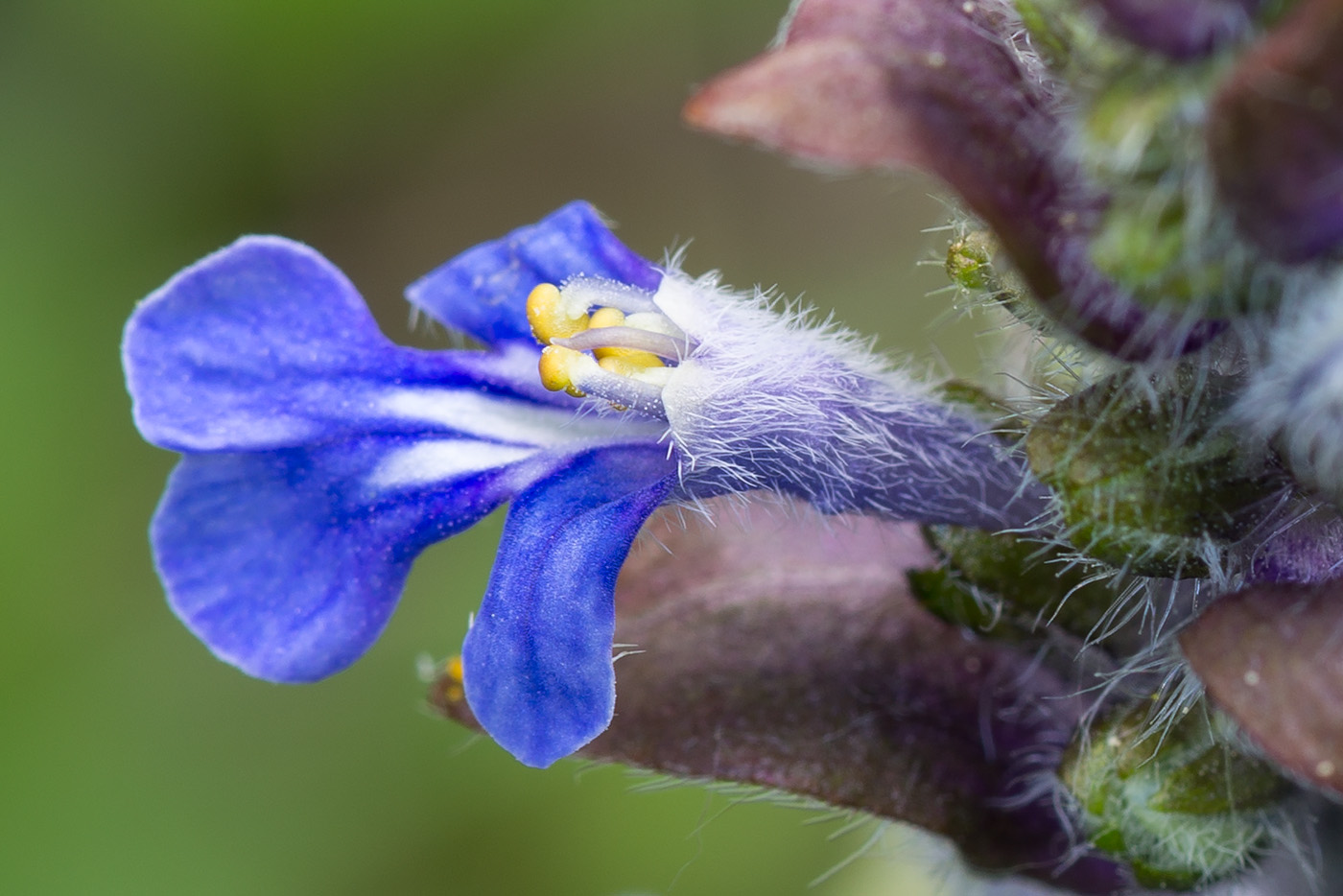 Image of Ajuga reptans specimen.