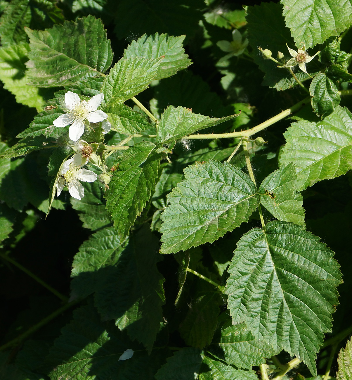 Изображение особи Rubus caesius.