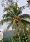 Cocos nucifera. Верхняя часть ствола и крона взрослого плодоносящего дерева. Малайзия, о-в Пенанг, окр. г. Джорджтаун, песчаный пляж. 05.05.2017.