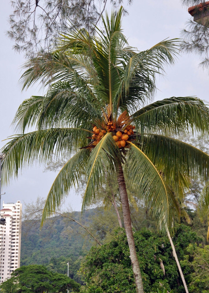 Изображение особи Cocos nucifera.