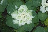 Brassica oleracea var. viridis