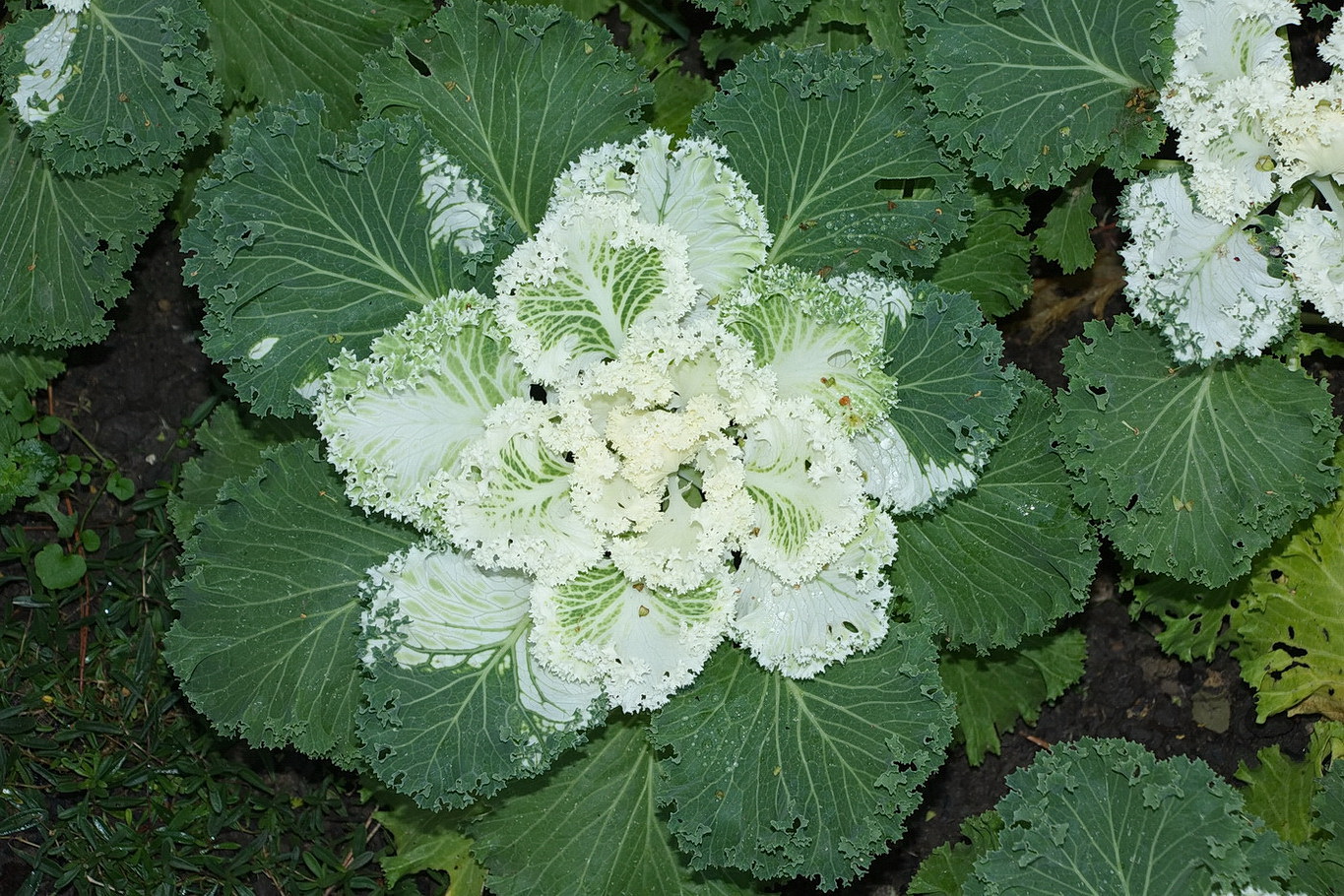 Изображение особи Brassica oleracea var. viridis.