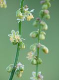 Rumex acetosella