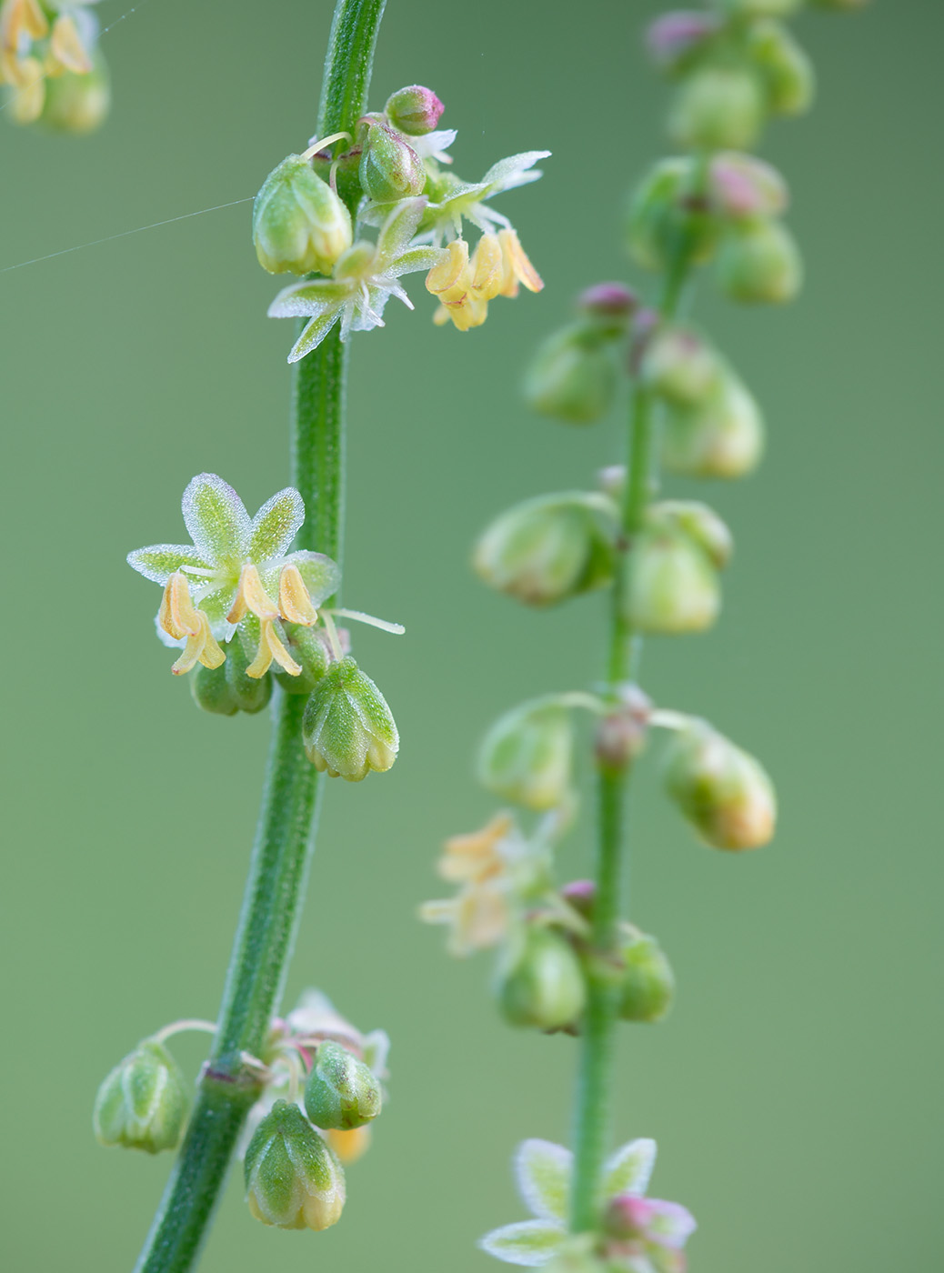 Изображение особи Rumex acetosella.