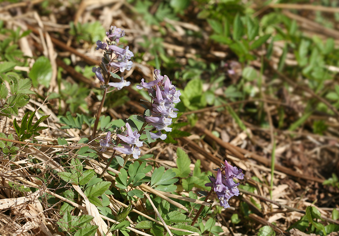 Image of Corydalis solida specimen.