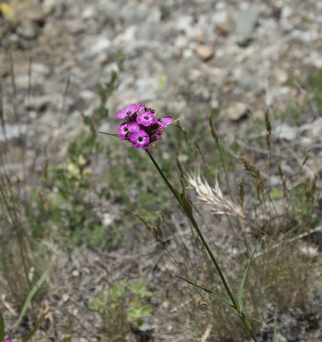 Image of Dianthus capitatus specimen.