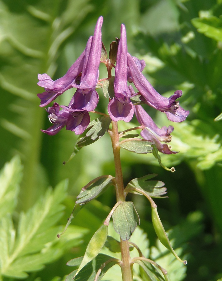 Image of Corydalis solida specimen.