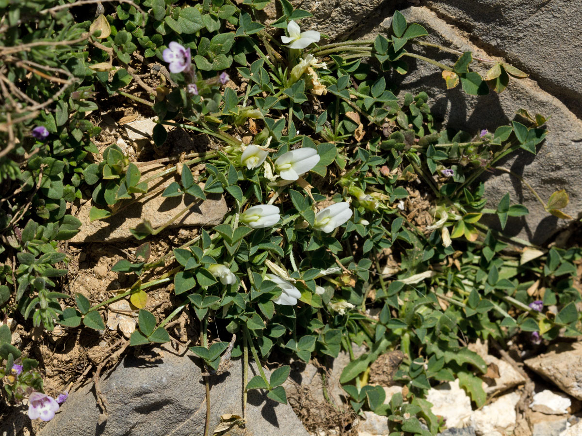 Изображение особи Trifolium uniflorum.